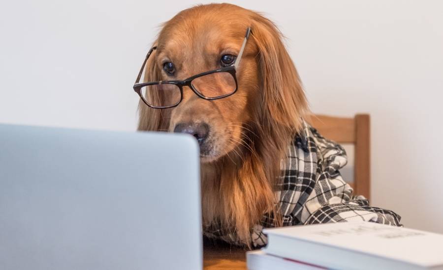 A golden retriever is sitting at a computer proofreading a document. 